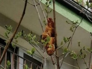 Criatura estranha causa pânico e especialistas esclarecem: “É um croissant”