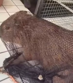 Capivara ferida é encontrada e resgatada no bairro Pinheiro, em Maceió