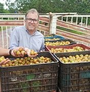 Produção de umbu-cajá é destaque em projeto Rota da Fruticultura Alagoana