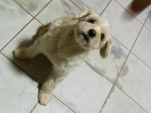 Família arapiraquense faz apelo para encontrar cachorro que desapareceu no bairro Nova Esperança