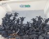 Biota faz soltura de filhotes de tartaruga-verde na Praia de Guaxuma