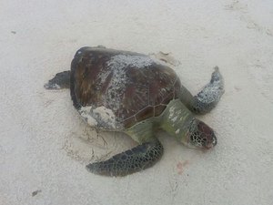 Tartaruga é encontrada morta na Praia do Pontal