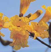 Pesquisadores da Uneal identificam espécies de flores da avenida Ceci Cunha em Arapiraca