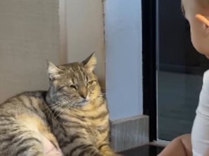 [Vídeo] Gata tem reação divertida após bebê 'conversar' com ela