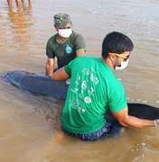 Golfinho que encalhou em praia de Coruripe é resgatado