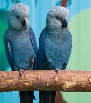 Risco de extinção: últimas ararinhas-azuis livres na natureza estão com vírus letal