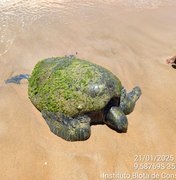 Tartaruga marinha encalha na praia de Garça Torta, em Maceió