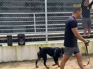 Cão k9 Dark, do  3° BPM, passa por treinamento em estádio de Arapiraca