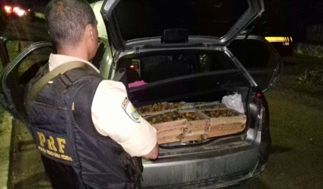 PRF apreende pássaros silvestres avaliados em R$ 35 mil