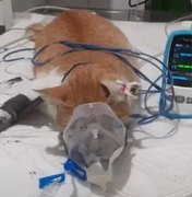 Óleo quente e veneno: Polícia Civil investiga morte de gatos no Feitosa