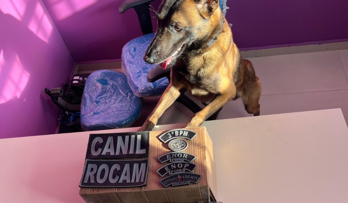 Cão farejador faz treinamento em transportadora de Arapiraca e descobre drogas enviadas do Paraná
