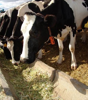 Mais de R$ 16 milhoes serão investidos na reestruturação da fábrica de latícinio de Batalha