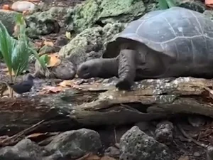 Tartaruga gigante esmaga e come filhote de andorinha. Veja vídeo