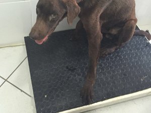 Cão enterrado vivo sobrevive após resgate dos bombeiros e é atendido no Neafa