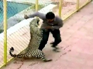 Leopardo invade escola e deixa seis feridos na Índia