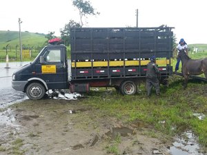 Animais soltos representam a quinta maior causa de acidentes em rodovias alagoanas