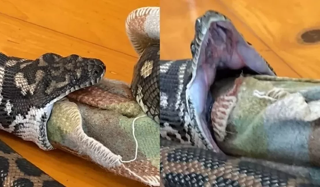 Cobra mira cachorro, mas engole cobertor ao se enganar com cheiro