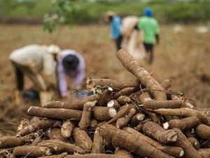 Alagoas aposta no produtor local para diversificação da matriz econômica