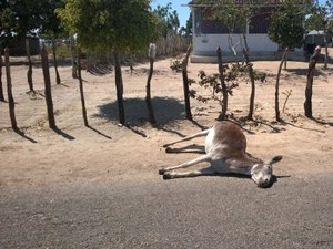 Homens armados matam animais no Agreste