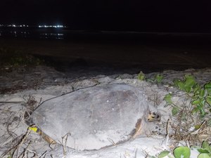 Tartaruga marinha desova na Praia da Avenida, em Maceió