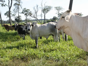 Ministério da Agricultura confirma caso de mal da vaca louca