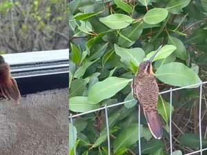 Filhote de beija-flor cria laço com jornalista e cenas encantam a web