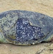 Tartaruga é encontrada morta em praia do Litoral Sul de Alagoas