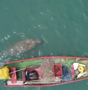 Peixe-boi e tartaruga marinha são avistados no mar da praia de Garça Torta