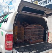 Polícia Ambiental apreende pássaros silvestres em residência bairro Arnon de Melo, em Arapiraca