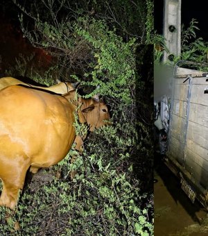 Trio é preso suspeito de furtar gado e animais são recuperados no Sertão de Alagoas