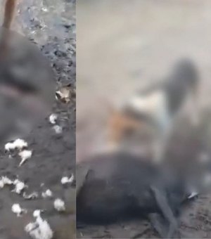Seis ovelhas são encontradas mortas após ataque na zona rural de Atalaia
