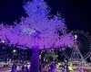 Iluminação de Natal no Parque Massay-ó-k encanta maceioenses e turistas