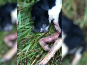 Homem atira e mata cachorro na zona rural de Lagoa da Canoa