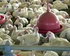 China, UE e Argentina suspendem compras de carne de frango do Brasil