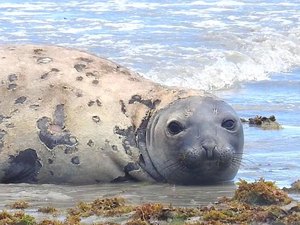 MPF requisita inquérito policial para investigar morte de elefante-marinho em AL