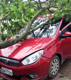 Colisão de veículo quebra árvore colocada no passeio público