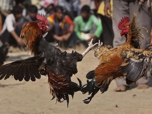 Polícia desarticula rinha de galo, troca tiros com suspeitos e oito pessoas são detidas