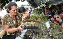 Mais de 150 espécies de flores e plantas ornamentais serão comercializadas