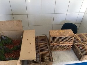 PM apreende aves silvestres em transporte complementar
