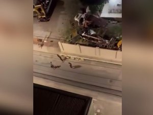 Vídeo flagra gritaria e pedidos de socorro em assalto à mão armada no Centro de Maceió