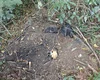 Ossada humana é encontrada com roupas durante perícia em Coruripe