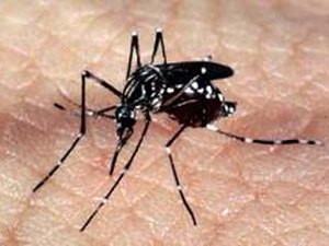 Números da dengue disparam no Brasil neste começo de ano