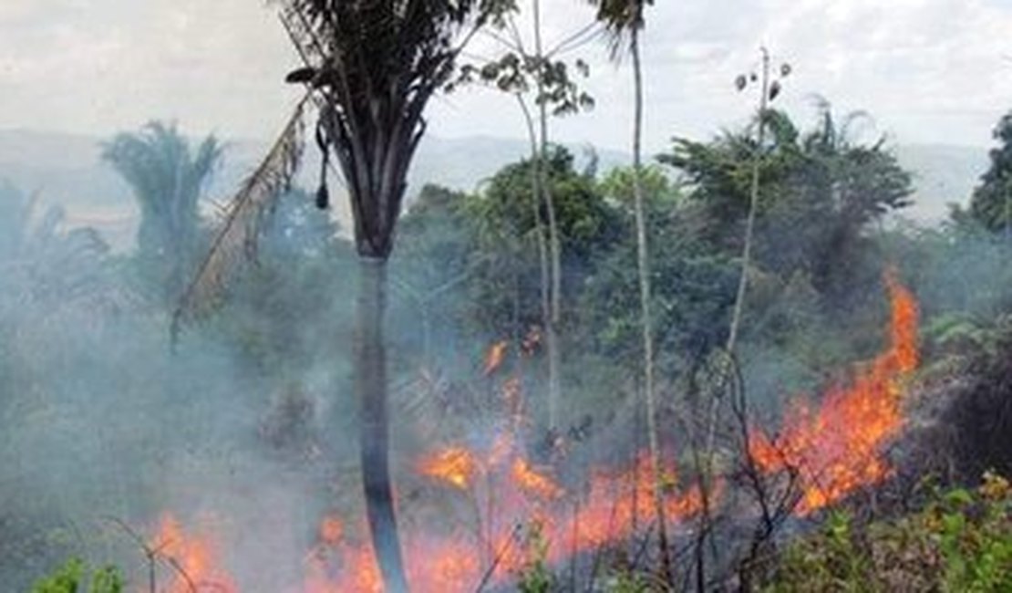 Incêndio atinge vegetação no município de União dos Palmares