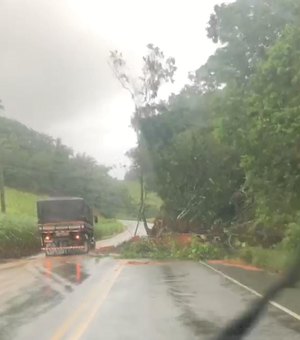 [Vídeo] Quedas de árvores prejudicam tráfego na rodovia AL 105 no Norte de AL