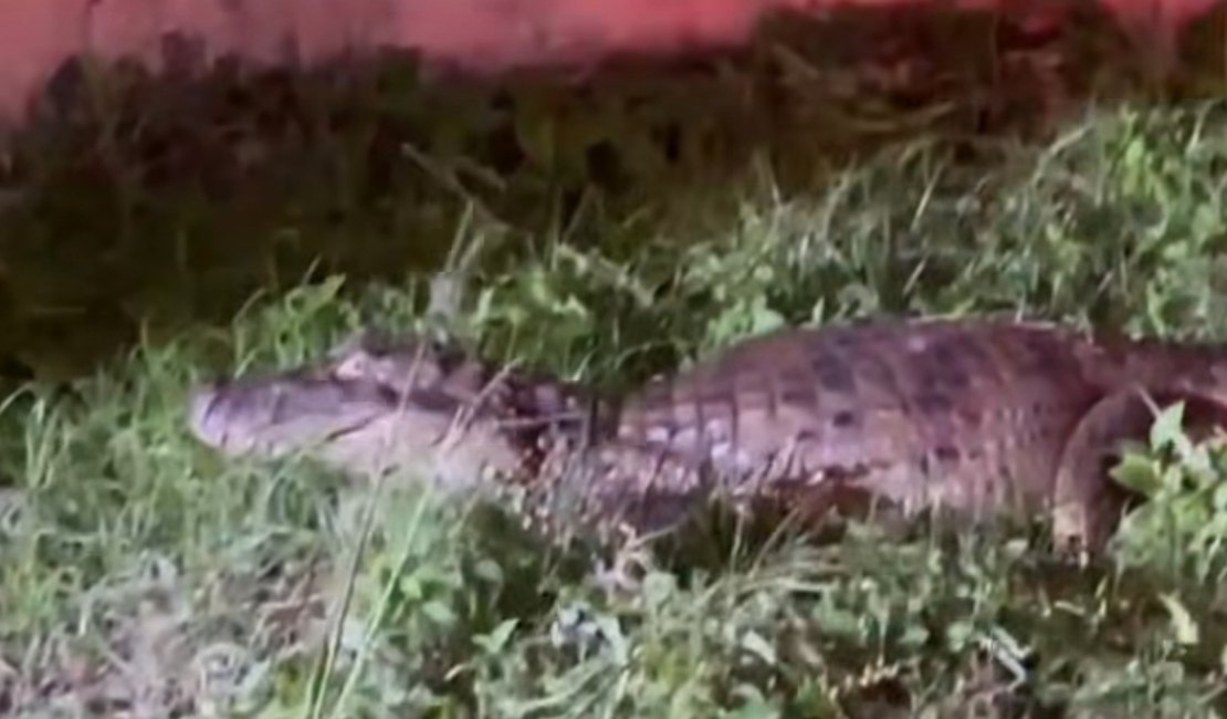 Jacaré é resgatado na Praia do Francês e encaminhado ao Ibama em Maceió