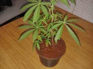 Homem é preso após pé de maconha ser encontrado em jardim de residência