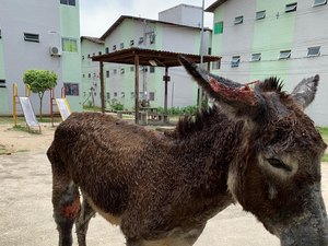 Comissão da OAB resgata animal que era esfaqueado pelo dono em Maceió