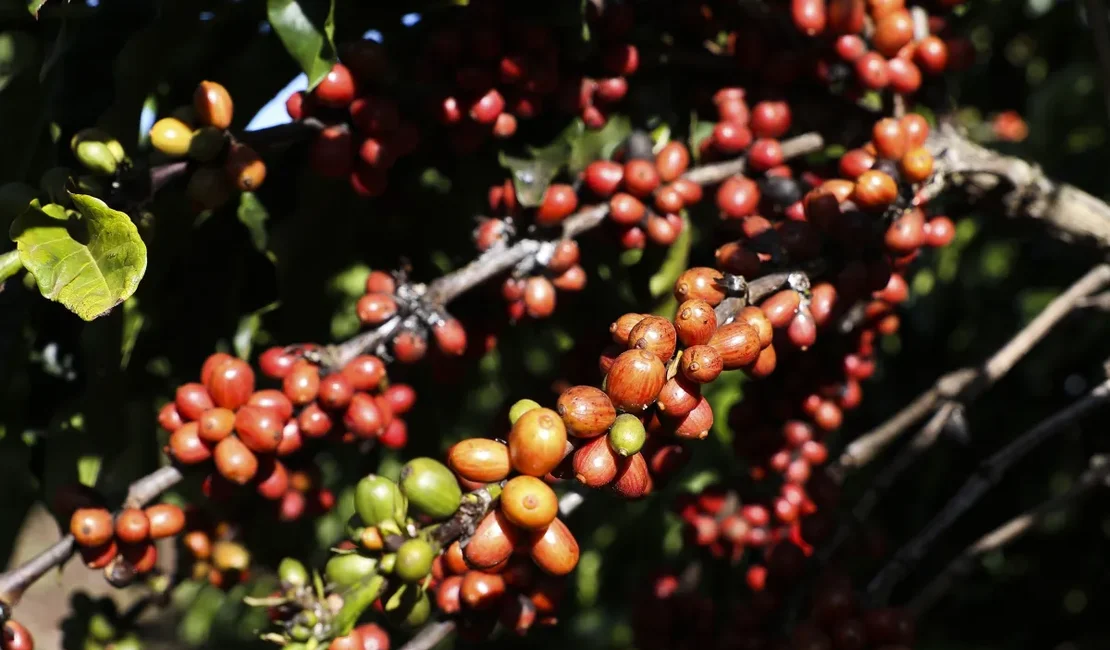 Café barateou por causa do tarifaço? Veja o que dizem especialistas