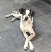  Segurança do Carrefour pode responder ação criminal por matar cão