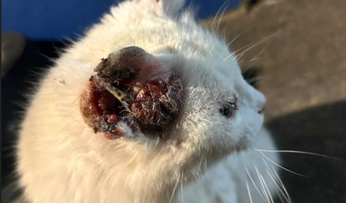 Gatinha com câncer nas orelhas precisa de cirurgia urgente, em Arapiraca